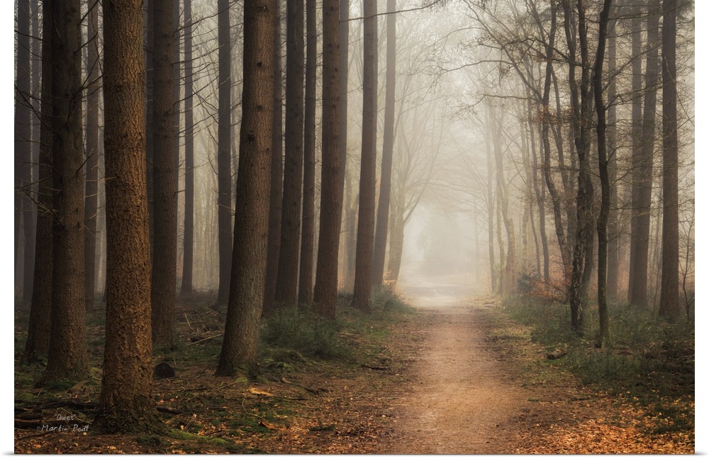 Pathway through a forest of slender trees in the fog.