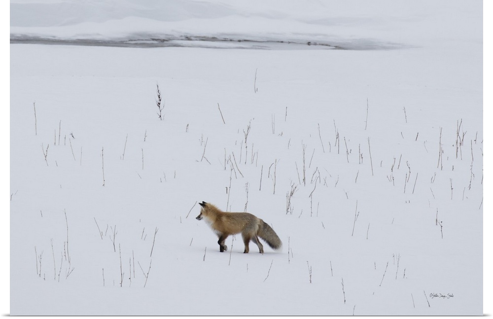 A red fox prowls for voles, hidden beneath the snow, in Yellowstone National Park in the western U.S. state of Wyoming.