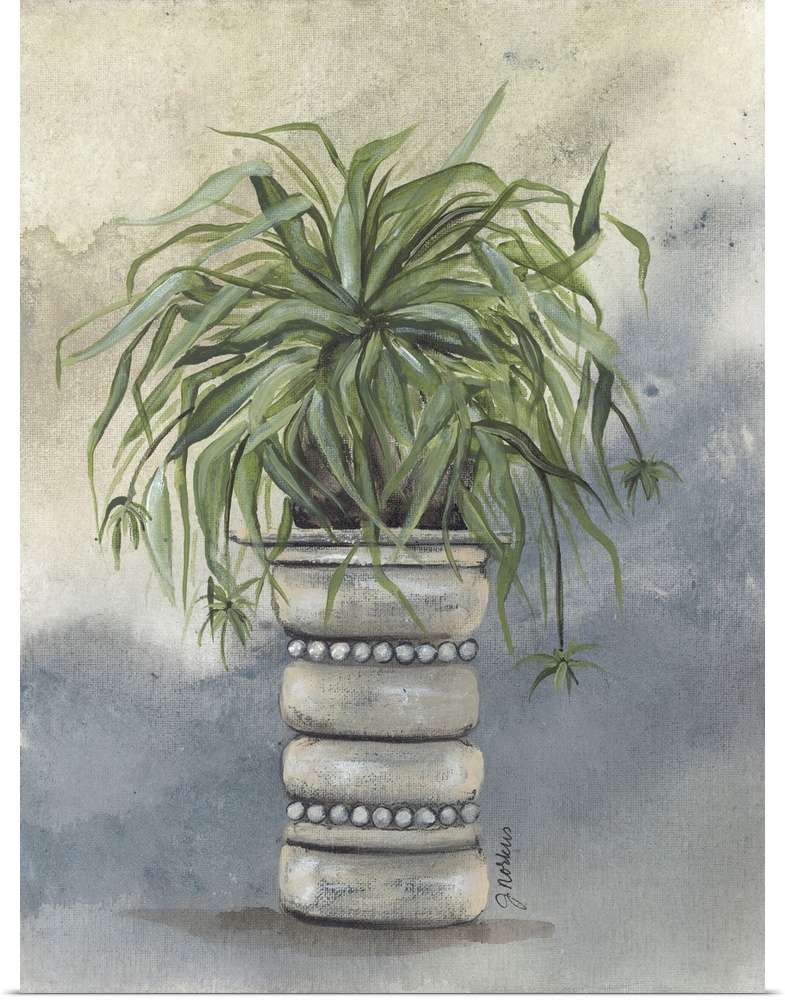 Spider Plant In Pottery