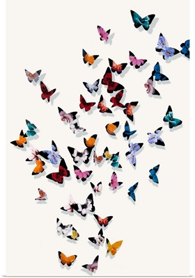 Butterfly Wonderland III