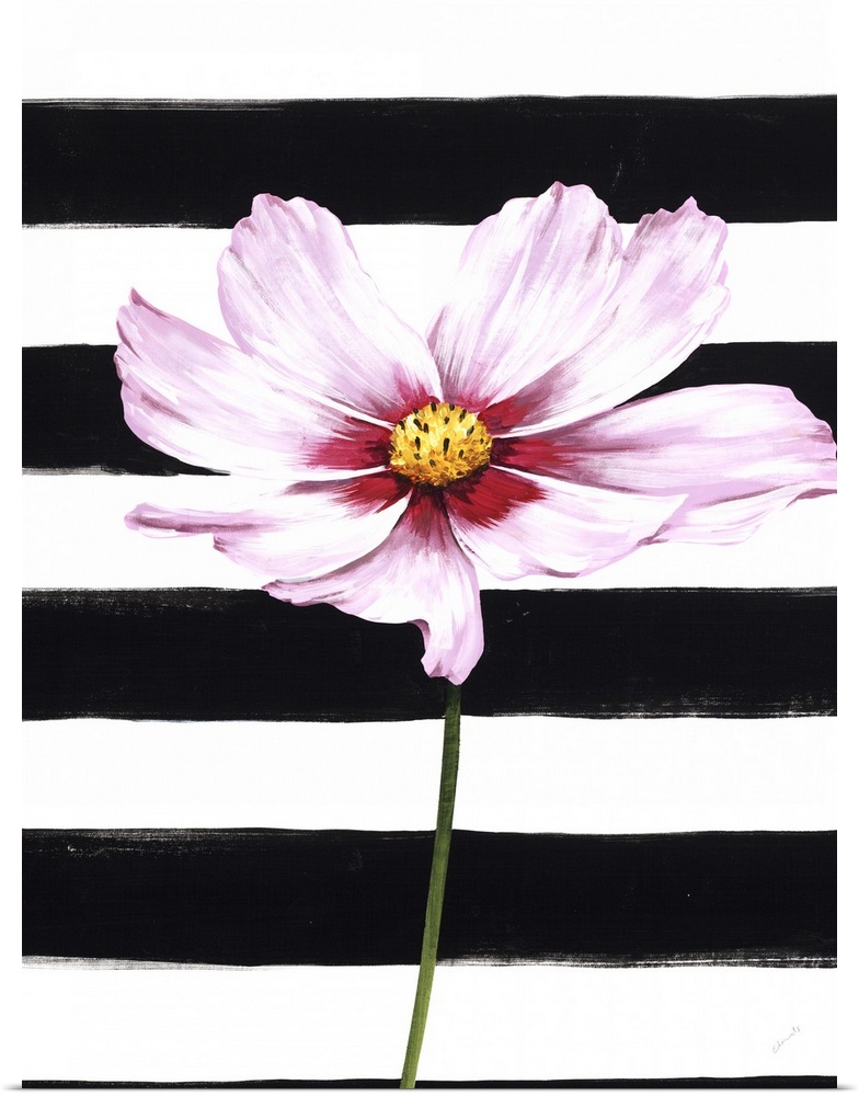 A single pink flower over a black and white striped background.