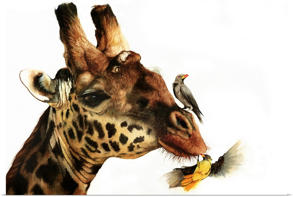 Reticulated Giraffe with Oxpecker birds, originall painted with watercolour.