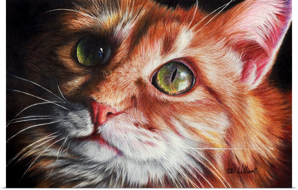 A colored pencil portrait of a cute ginger kitten, particular attention has been paid to the eyes which are a real focus o...