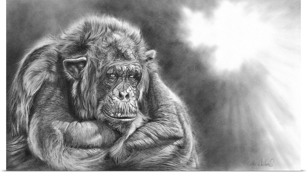 A graphite pencil drawing. A highly detailed, expressive wildlife artwork featuring an African chimpanzee and is another o...