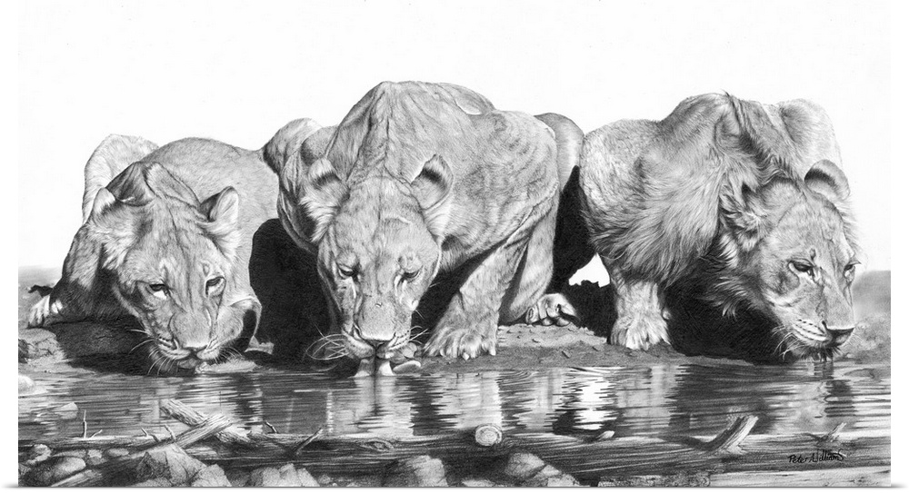 Graphite pencil drawing of three lionesses drinking from a pool.