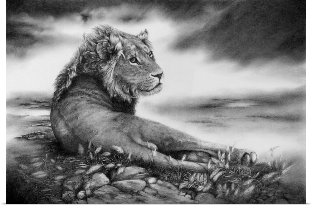 A young male lion reclining on the savannah. Originally created with pencil.