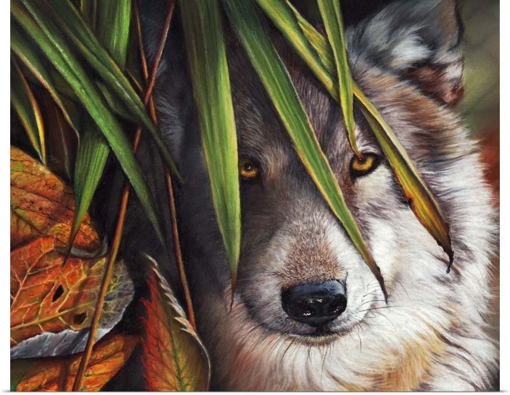 An elusive gray wolf peers through Autumn foliage, captured with pastels.
