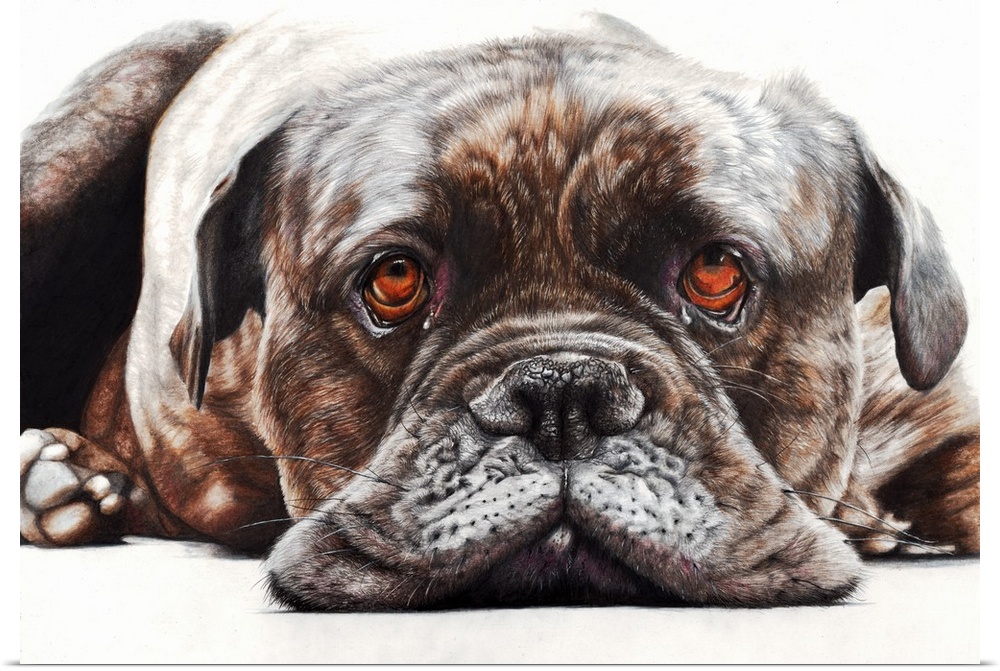 'Happy Days' is a coloured pencil drawing. A close up portrait of the wonderful, characterful face of Ruby who is an Engli...