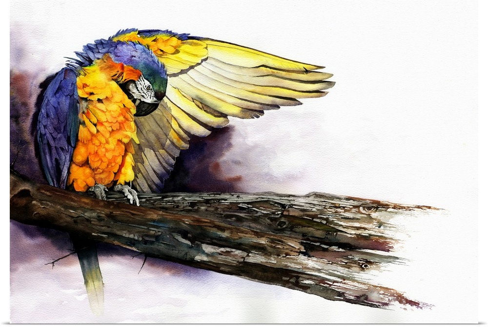 A colourful watercolour painting of a macaw parrot preening his feathers before taking flight.