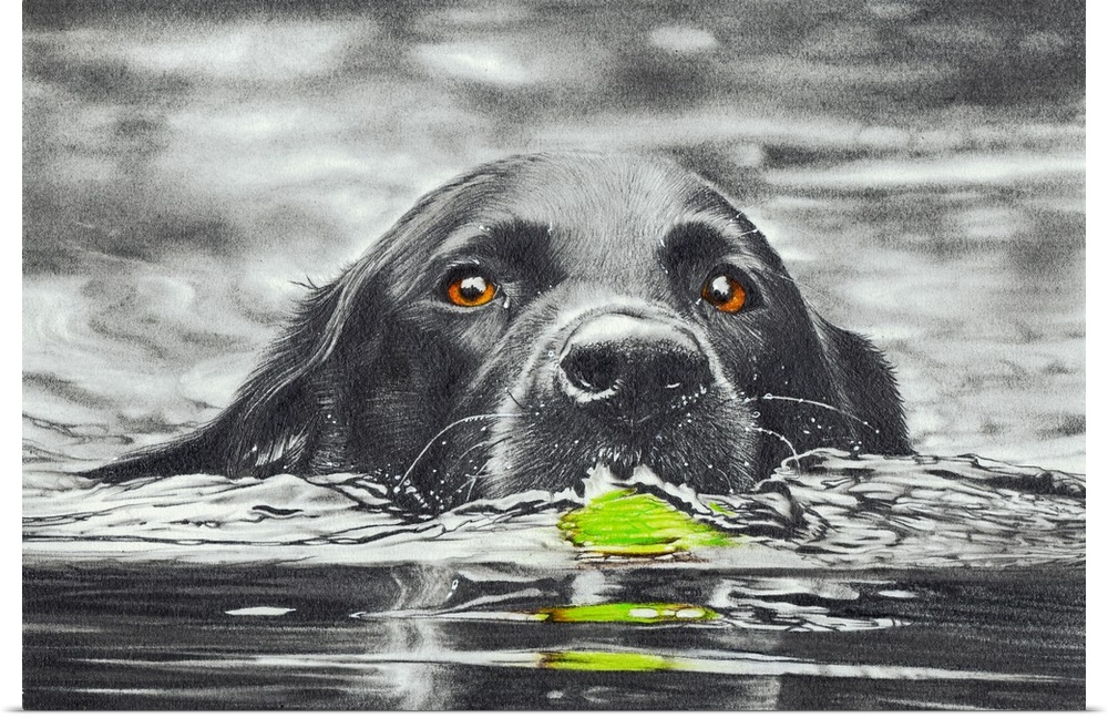 Pencil and coloured pencil drawing of a black dog happily retrieving a ball from the reservoir.