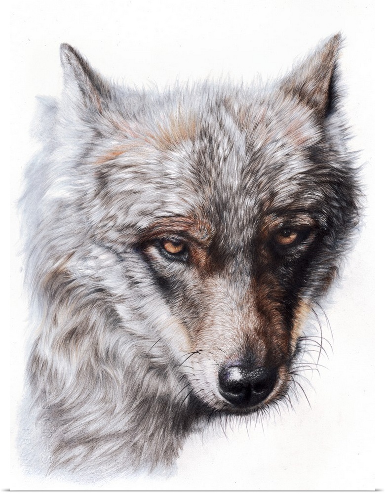 'Sierra Spirit' is a close up portrait of a beautiful Iberian wolf created with colored pencils on Arches cold pressed wat...