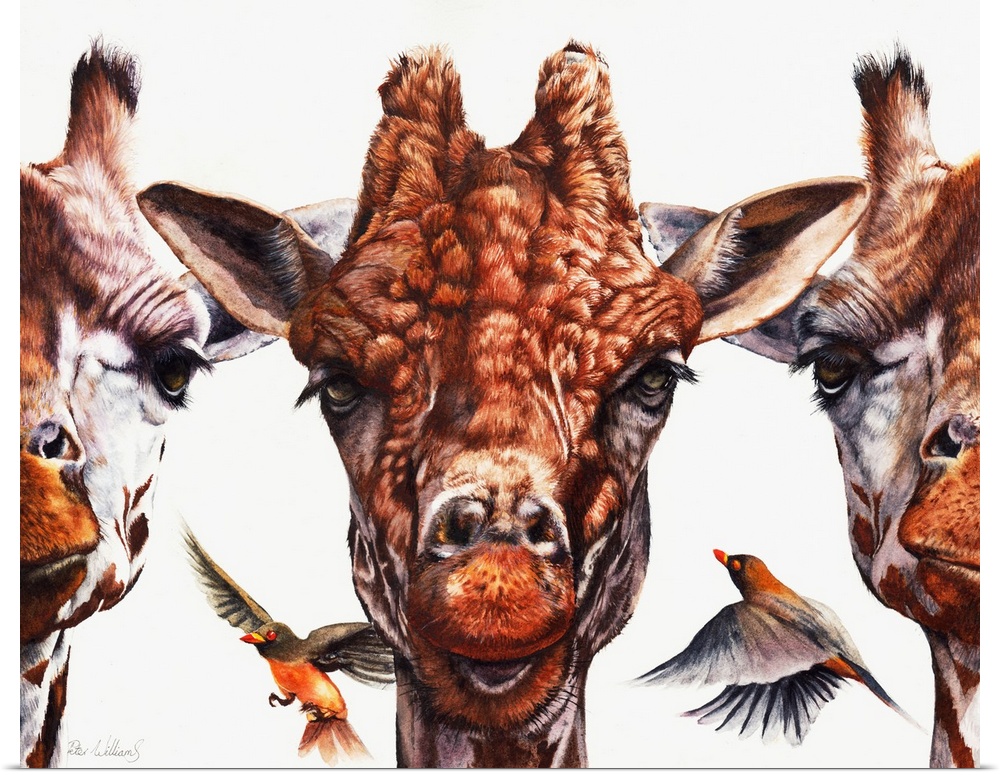 'Simple Minds' is an original watercolor painting. It depicts three giraffes portraits in a row, with a couple of oxpecker...