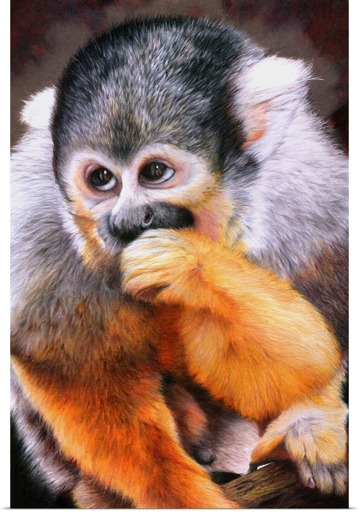 Originally drawn with coloured pencils, a portrait of a cheeky little squirrel monkey.