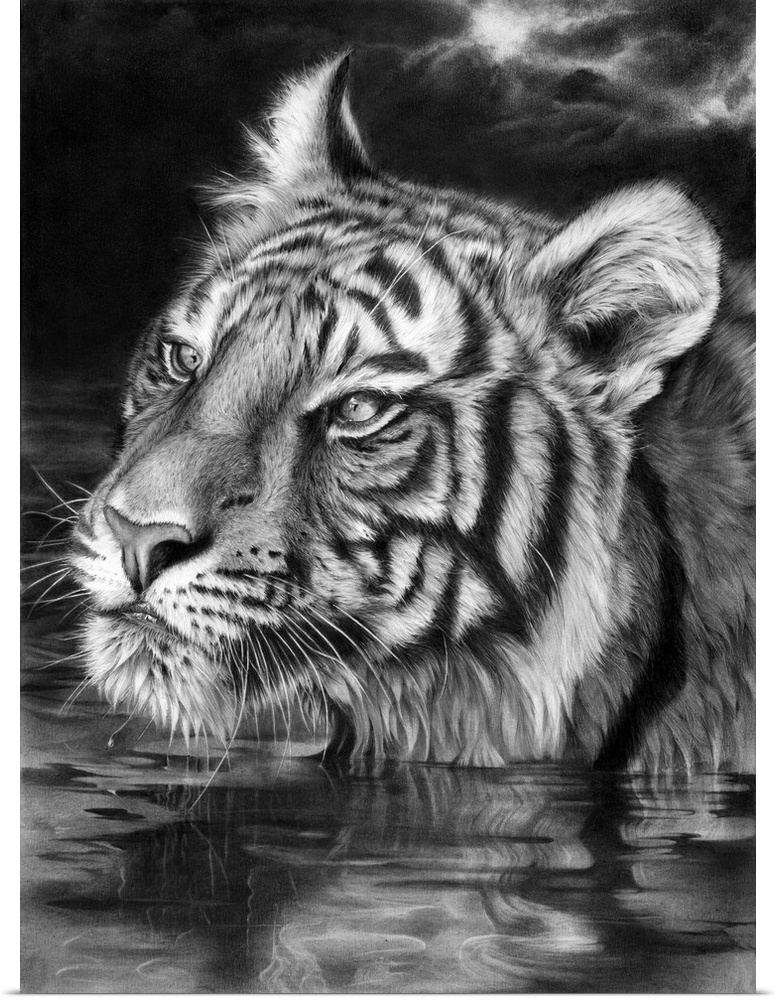 Graphite pencil tiger portrait.