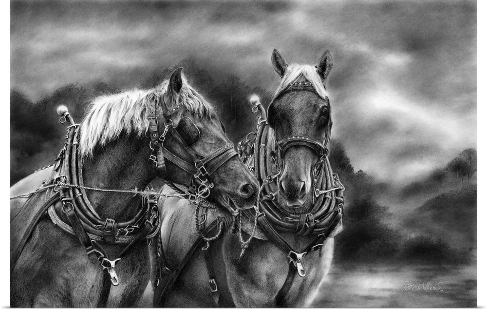 A scene at our local Suffolk Punch stud farm here in Suffolk. Originally drawn with graphite pencil.