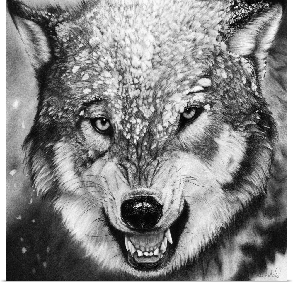 A charcoal portrait of a snarling wolf in snow.