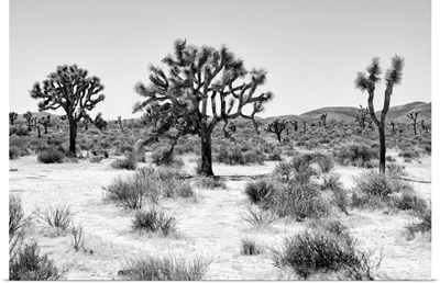 Black And White Arizona Collection - Beautiful Joshua Trees