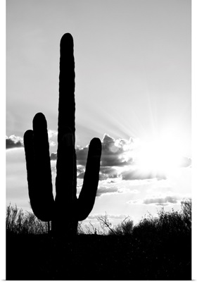 Black And White Arizona Collection - Saguaro Cactus Shadow Sunset