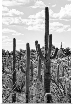 Black And White Arizona Collection - Tucson Cactus