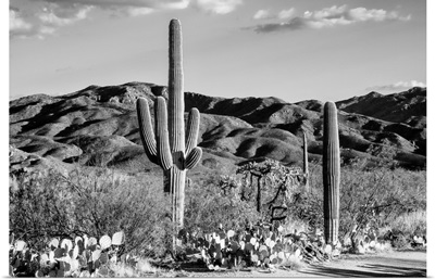Black And White Arizona Collection - Tucson Desert Cactus