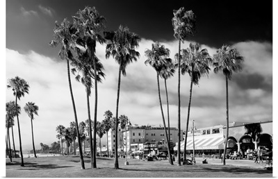 Black And White California Collection - Venice Beach Palm Trees