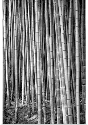 Black And White Japan Collection - Thousand And One Bamboos