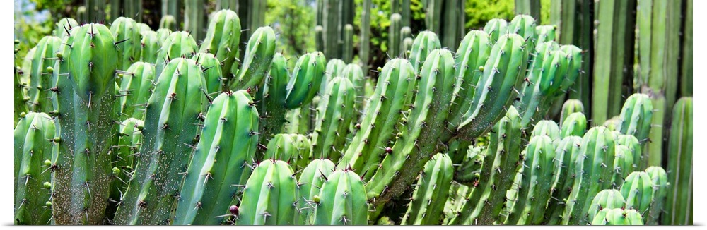 A panoramic close-up photograph of cactus. From the Viva Mexico Panoramic Collection.