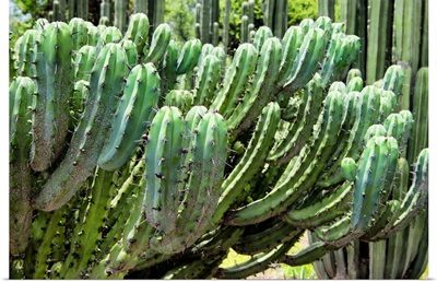Cactus Details