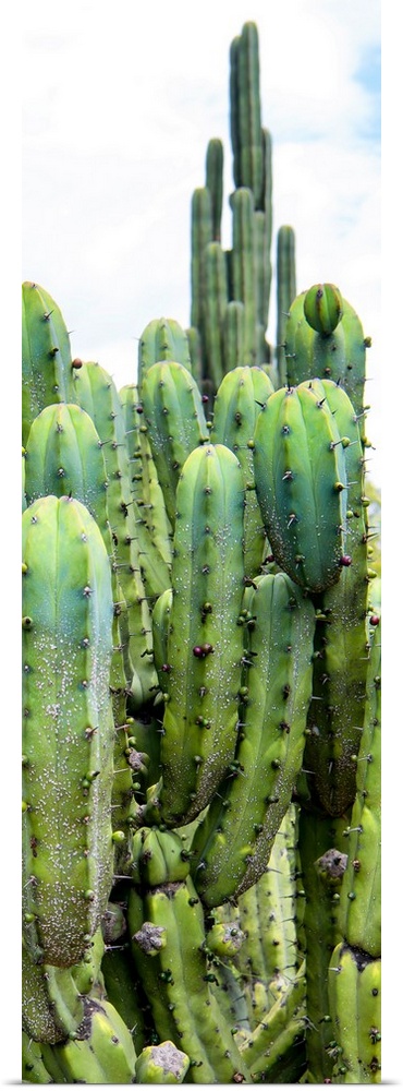 A vertical panoramic photograph of cactus. From the Viva Mexico Panoramic Collection.