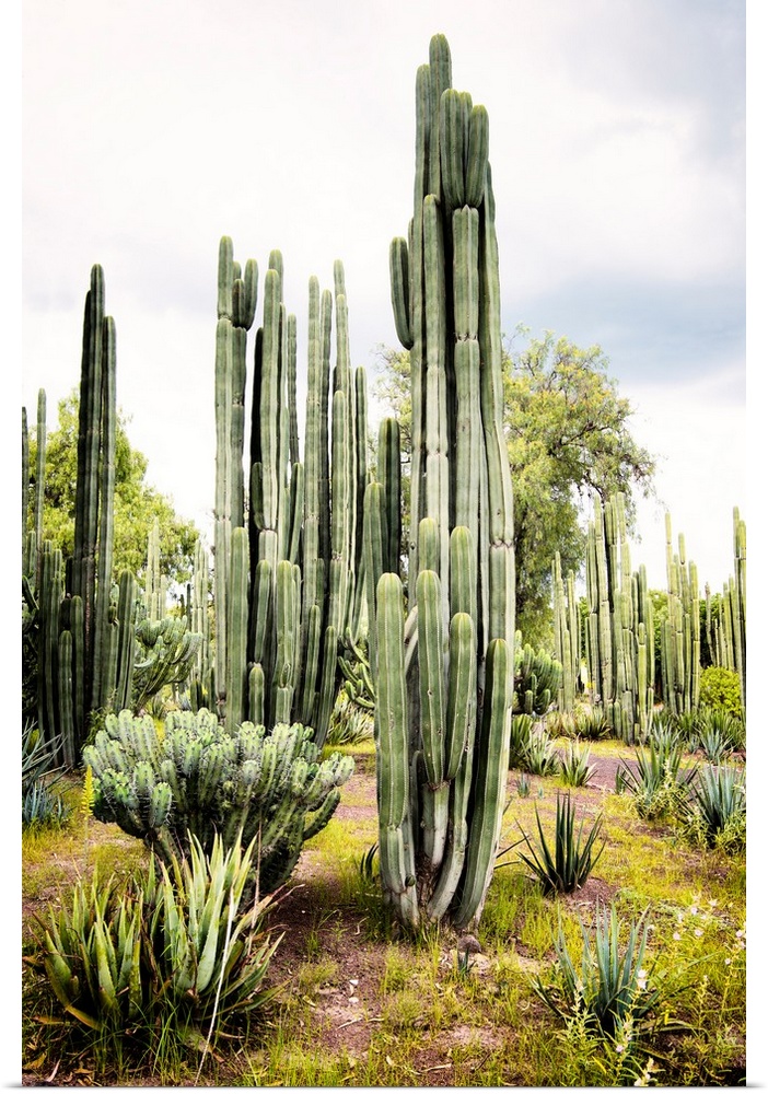 Landscape photograph of a cardon cactus amongst other cacti. From the Viva Mexico Collection.