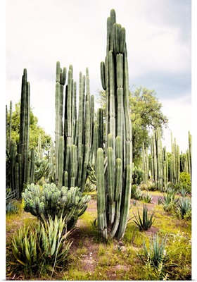 Cardon Cactus IV