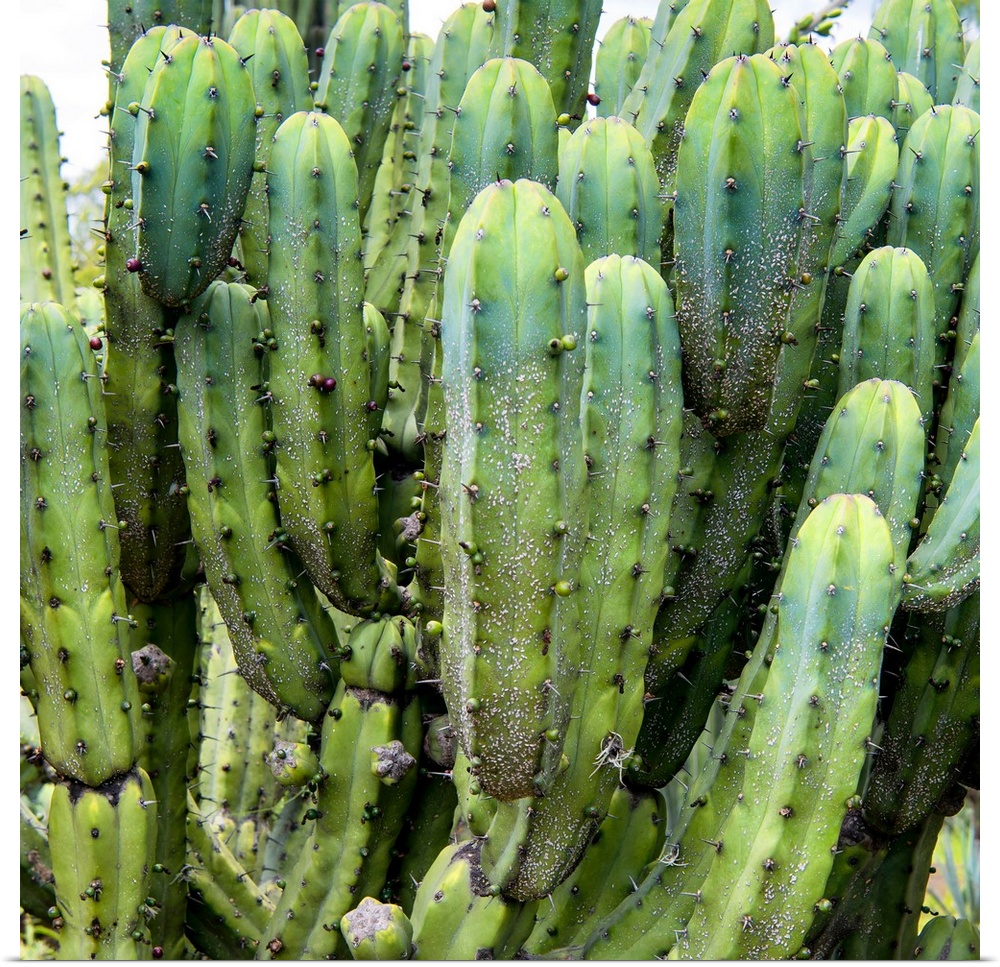 Square close-up photograph of a cardon cactus. From the Viva Mexico Square Collection.