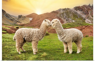 Colors Of Peru - Alpaca Love