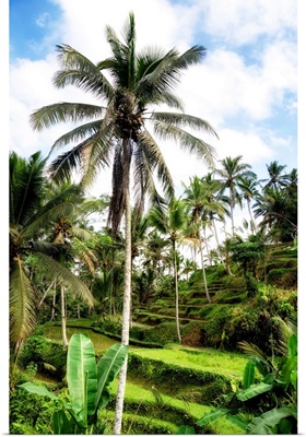 Dreamy Bali - Beautiful Ubud Rice Terraces