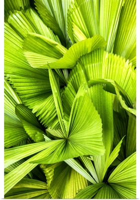 Dreamy Bali - Palm Leaves III