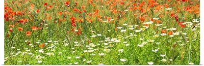 France Provence Panoramic Collection - Spring Flowers