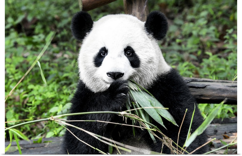 Giant Panda, China 10MKm2 Collection.