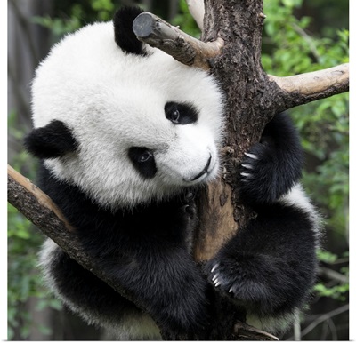 Giant Panda Baby