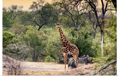 Giraffe and Burchell's Zebra in the Savanna
