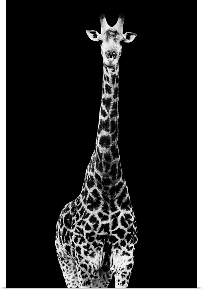 The purest in the world of wild animals, Safari Profile by Philippe Hugonnard pays homage to the omnipresent fauna that so...