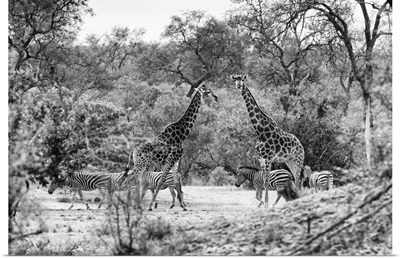 Giraffes and Zebras in the Savanna
