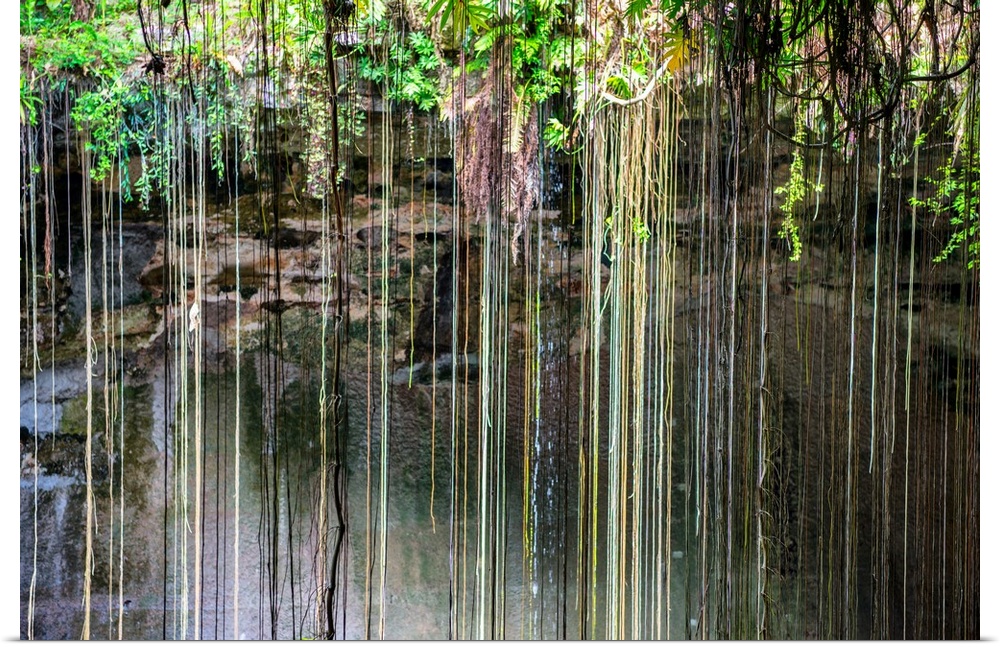 Photograph of the hanging roots at Ik-Kil Cenote, Ik-Kil archaeological park, Mexico. From the Viva Mexico Collection.