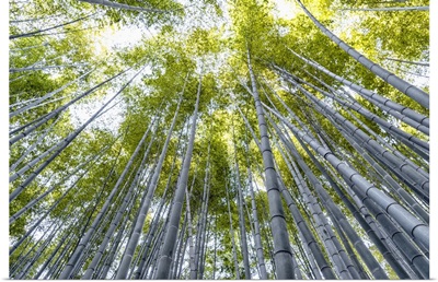 Japan Rising Sun Collection - Arashiyama Bamboo