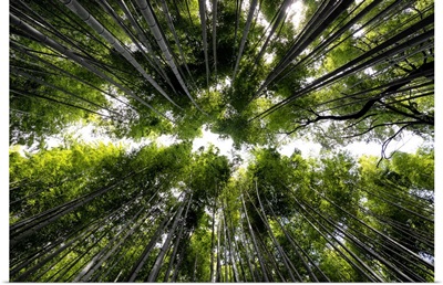 Japan Rising Sun Collection - Arashiyama Bamboo Forest