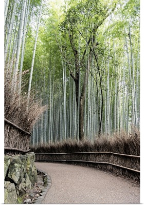 Japan Rising Sun Collection - Bamboo Path
