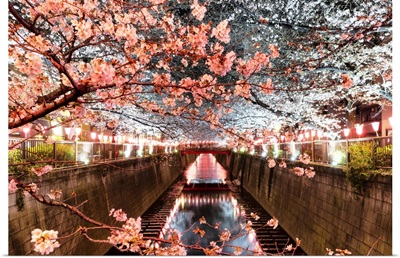 Japan Rising Sun Collection - Cherry Blossom at Meguro River
