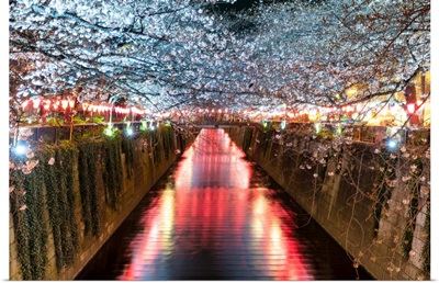 Japan Rising Sun Collection - Cherry Blossom at Meguro River II