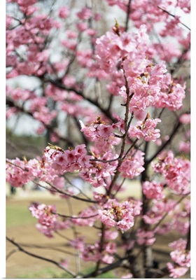 Japan Rising Sun Collection - Cherry Blossom II