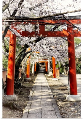 Japan Rising Sun Collection - Cherry Blossoms and Torii