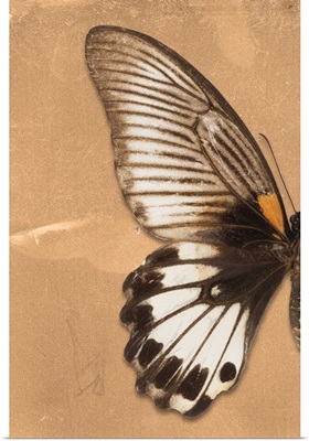 Miss Butterfly Agenor Profil - Orange